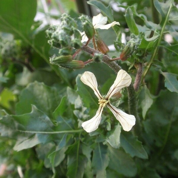 Eruca sativa Flower