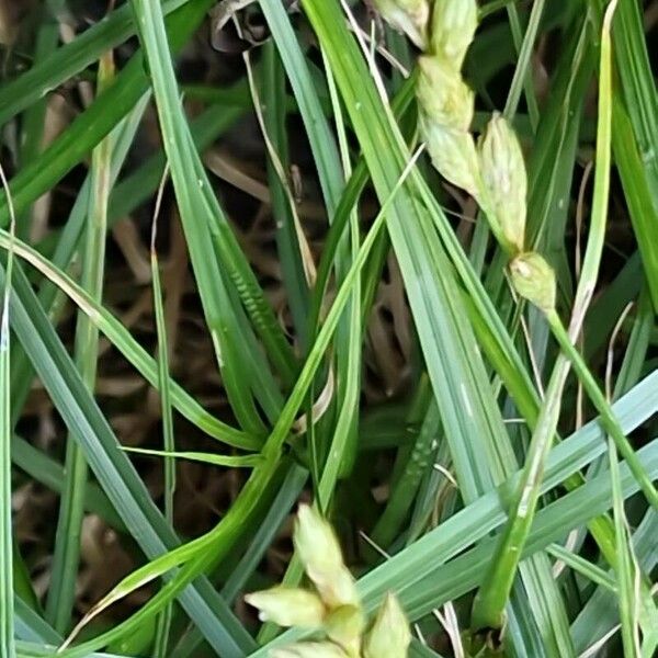 Carex divulsa 葉