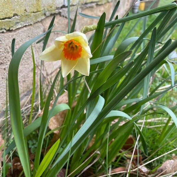 Narcissus tazetta برگ