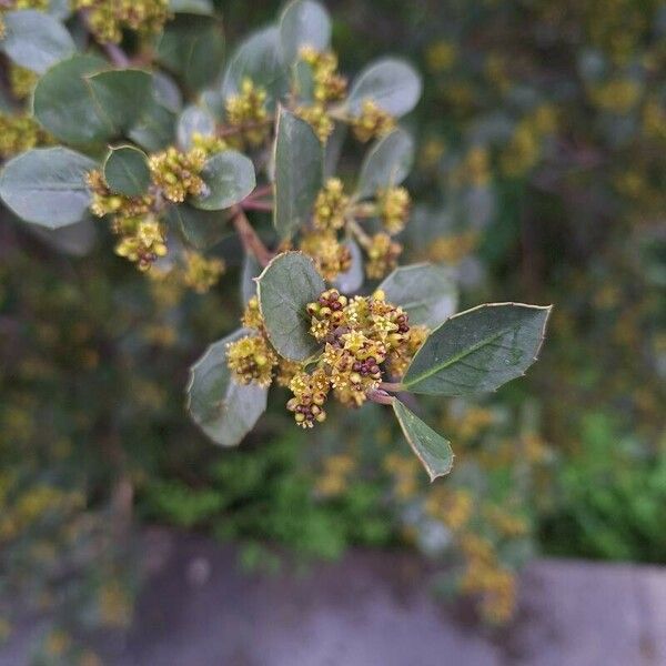 Rhamnus alaternus 花