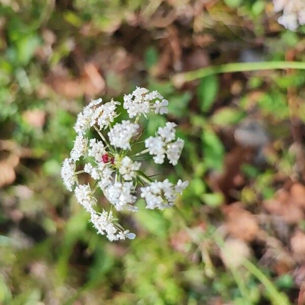 Conopodium majus Blomst