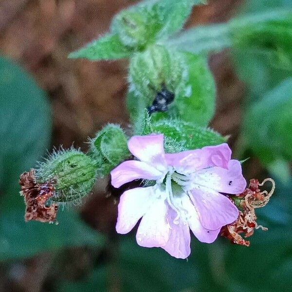 Silene noctiflora Kvet