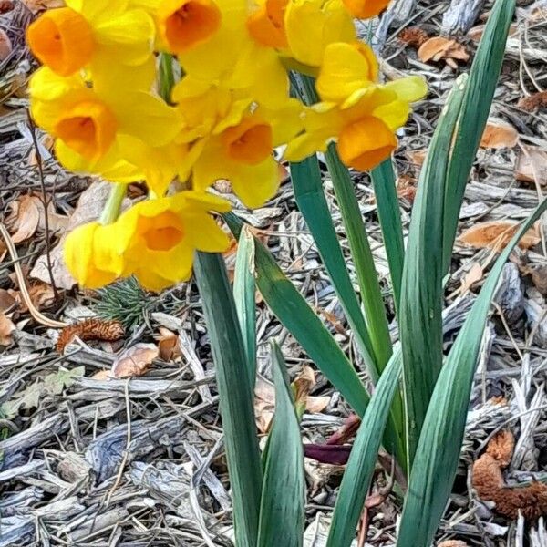 Narcissus tazetta Flor