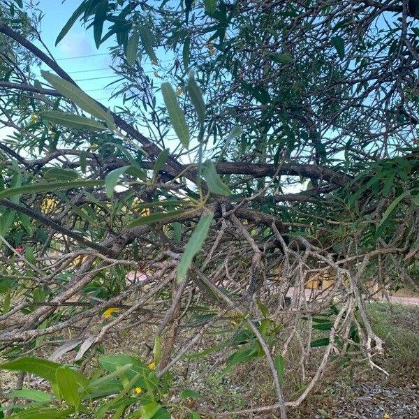 Tabebuia aurea Folha