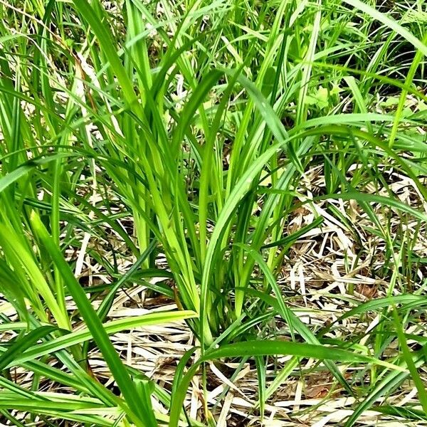 Carex sylvatica Leaf