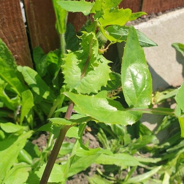 Sonchus oleraceus Leht