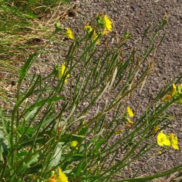 Diplotaxis tenuifolia برگ