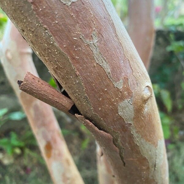 Psidium cattleyanum Lubje