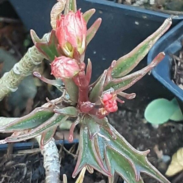 Kalanchoe ceratophylla Квітка