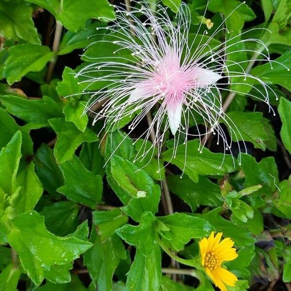 Barringtonia racemosa 花