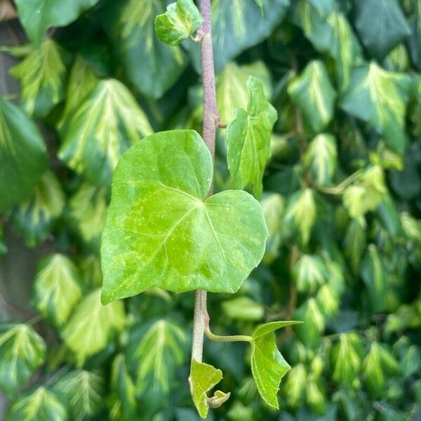 Hedera colchica Hoja