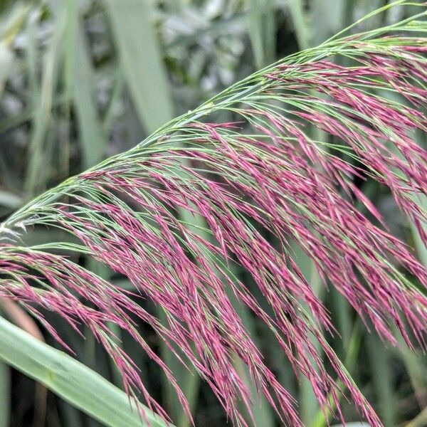 Phragmites australis 花