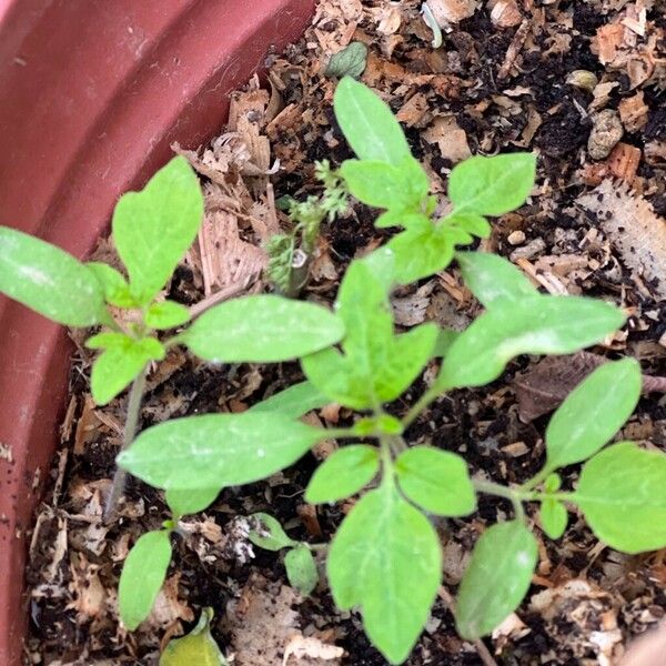 Solanum lycopersicum Leaf