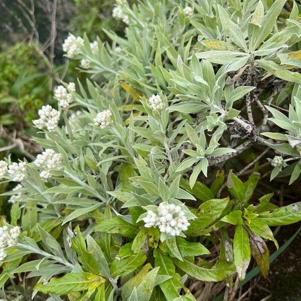 Helichrysum melaleucum Habit