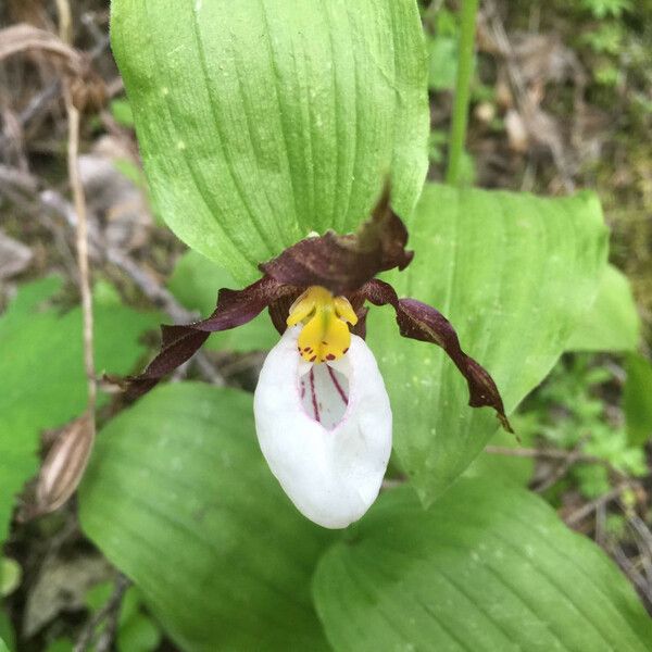 Cypripedium montanum 花