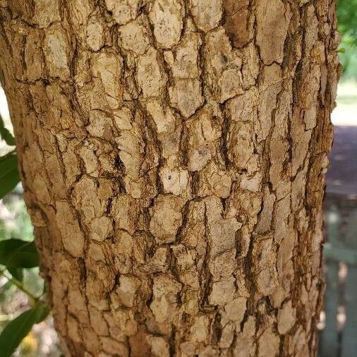 Syzygium aqueum Bark