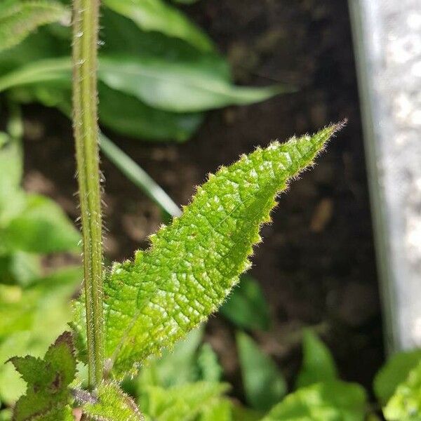 Stachys affinis Leaf