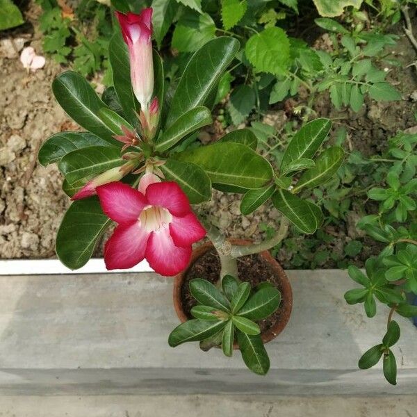 Adenium obesum Flor