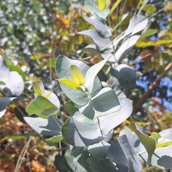 Eucalyptus cinerea Folha