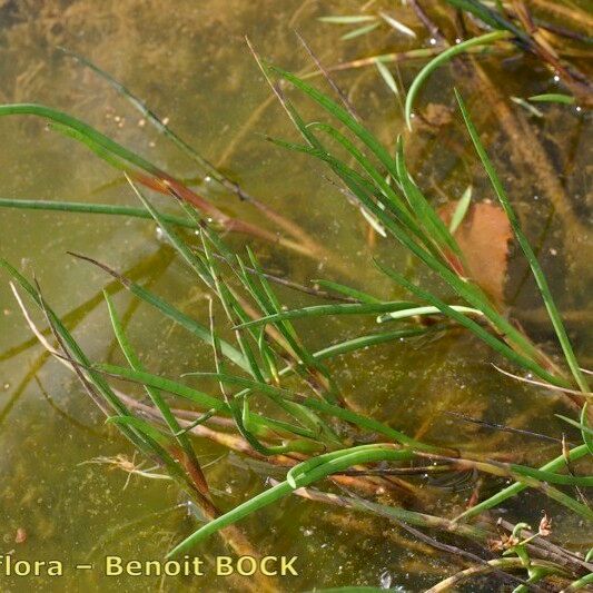 Juncus heterophyllus Plante entière