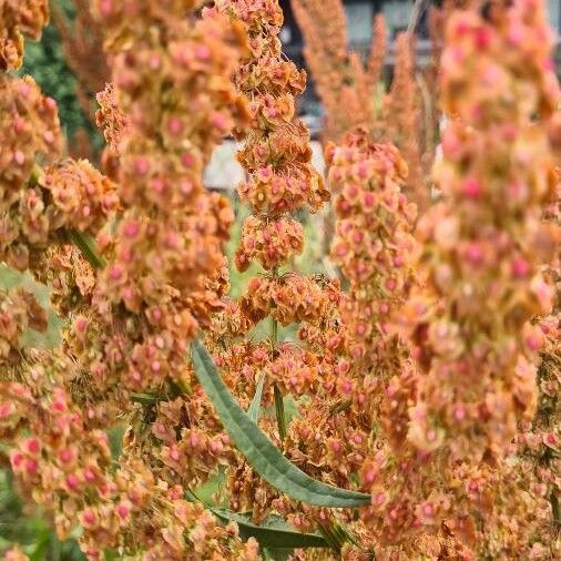 Rumex crispus Flower