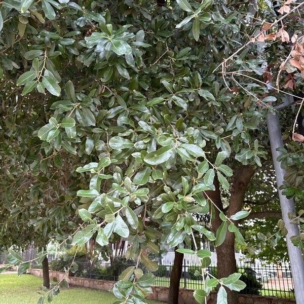 Quercus fusiformis Leaf