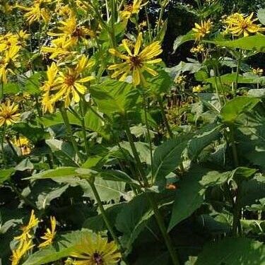 Silphium perfoliatum Habitus