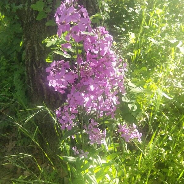 Hesperis matronalis Flor