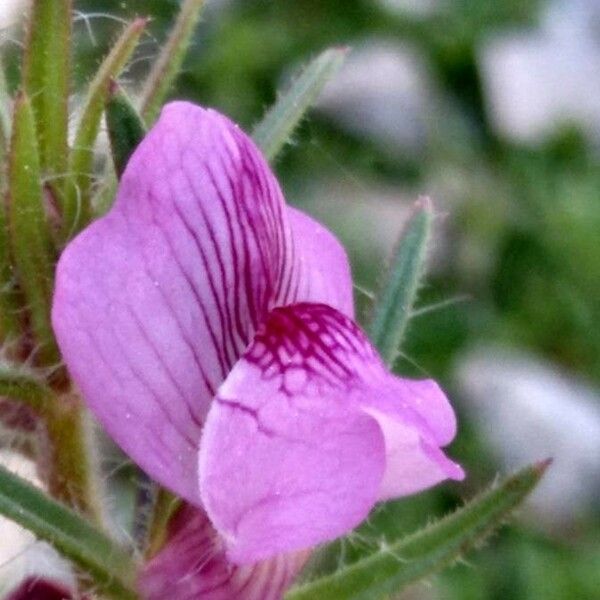 Misopates orontium Цветок