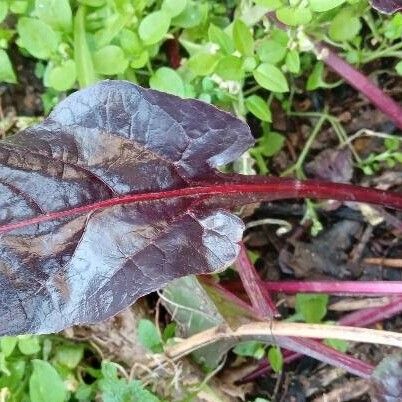 Beta vulgaris Ліст