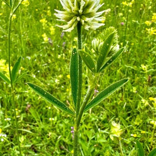 Trifolium montanum Flors