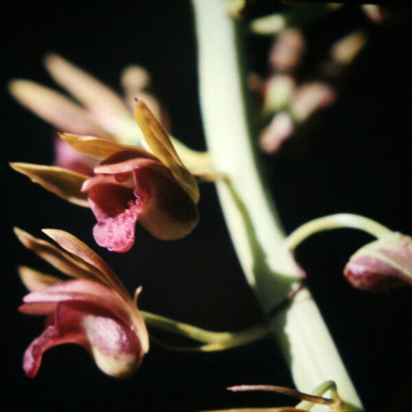 Eulophia alta 花
