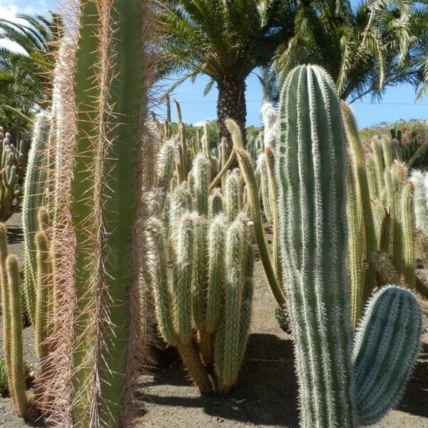 Pachycereus pringlei बार्क (छाल)