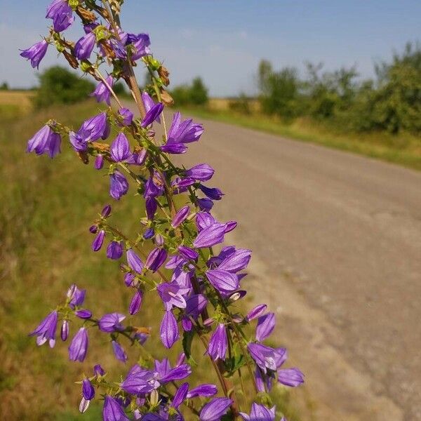 Campanula bononiensis Çiçek