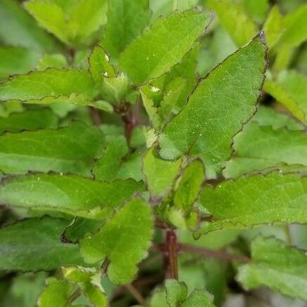 Stachys floridana 葉