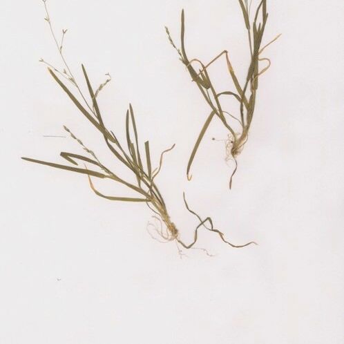 Poa infirma Habit