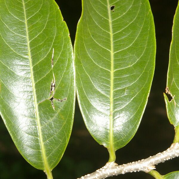 Margaritaria nobilis Leaf