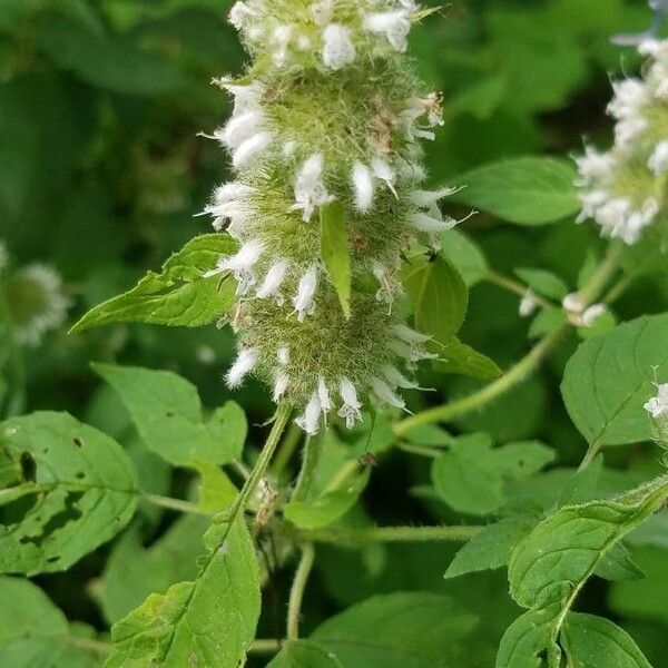 Blephilia hirsuta Flower