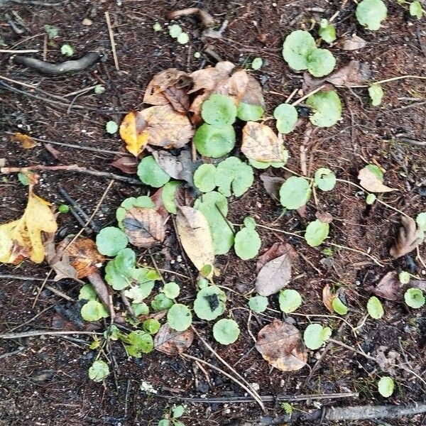 Hydrocotyle vulgaris Лист