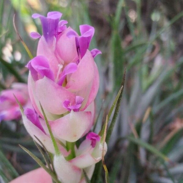 Tillandsia stricta Квітка