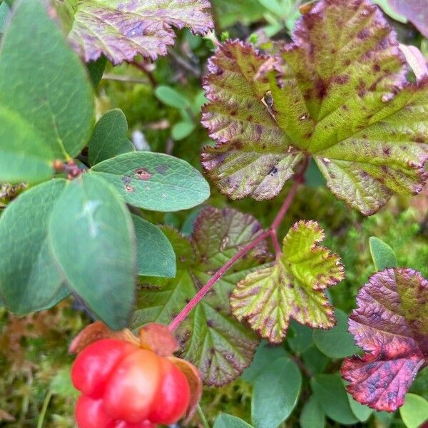 Rubus chamaemorus Vrucht