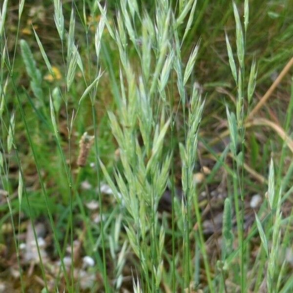 Vulpia bromoides Blatt