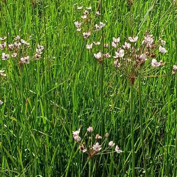 Butomus umbellatus Lorea