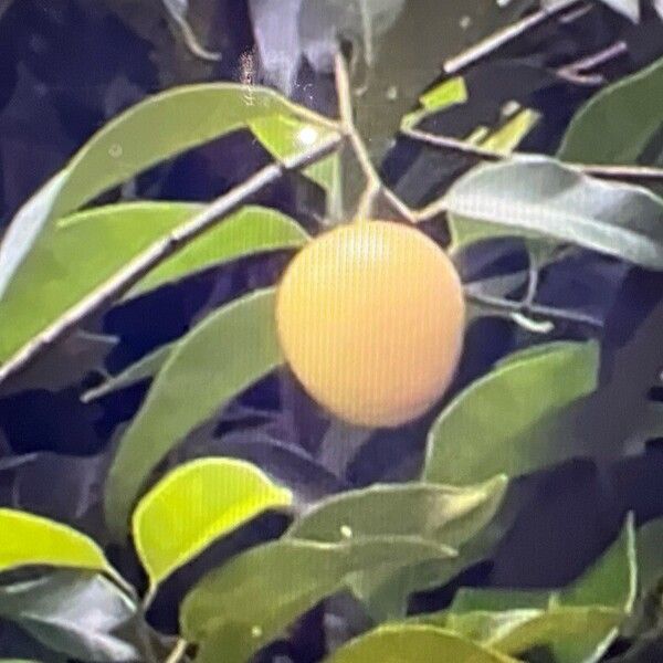 Myristica fragrans Fruit