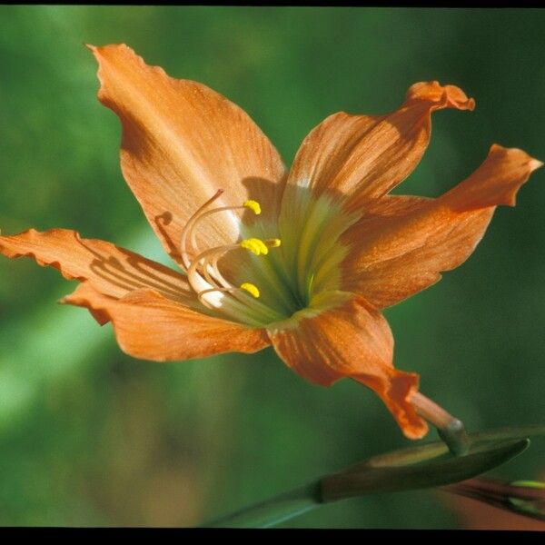 Hippeastrum puniceum Λουλούδι