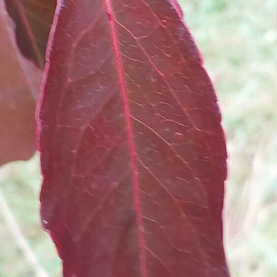 Euonymus grandiflorus Листок