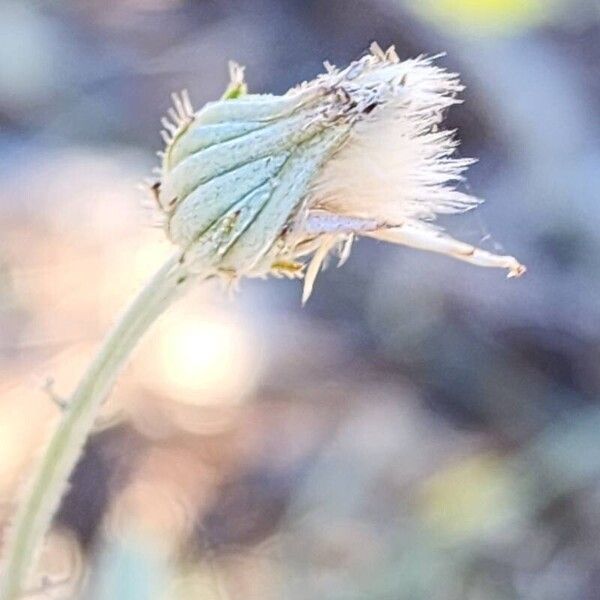 Picris strigosa Owoc