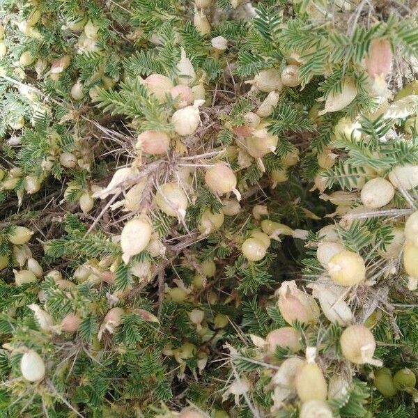 Astragalus armatus Fruto