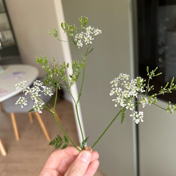 Anthriscus sylvestris Žiedas