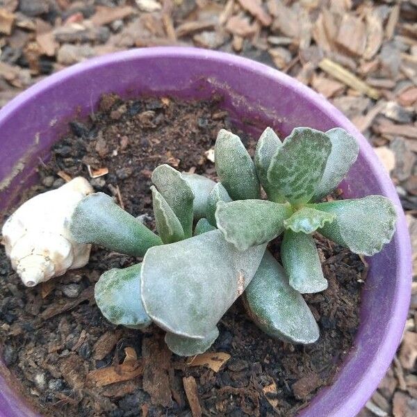 Adromischus cooperi পাতা